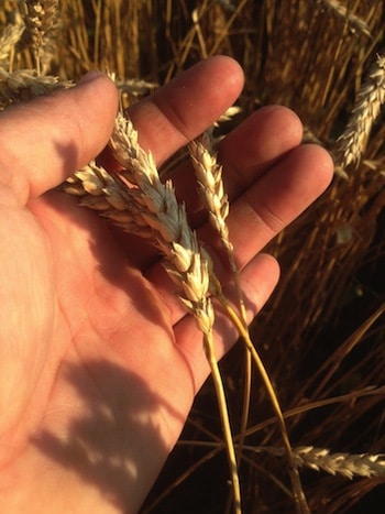2014-opinion-randall-affleck-hand-wheat