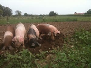 Producers need immediate action on BC’s meat processing crisis