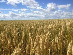 NFU welcomes retroactive removal of AgriStabilty margin cap