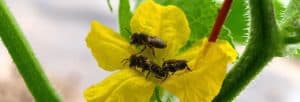 Protecting our Pollinators Protects our Farms, says NFU-O
