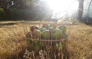 Who Benefits, Who Loses from Non-Browning GM Apple