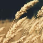 Campagne de l'UNF - Commission canadienne du blé