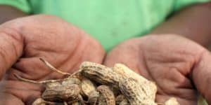 OP ED Public research and extension key to adoption of farmer controlled pest management
