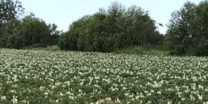 GM Crops: Not Needed on the Island