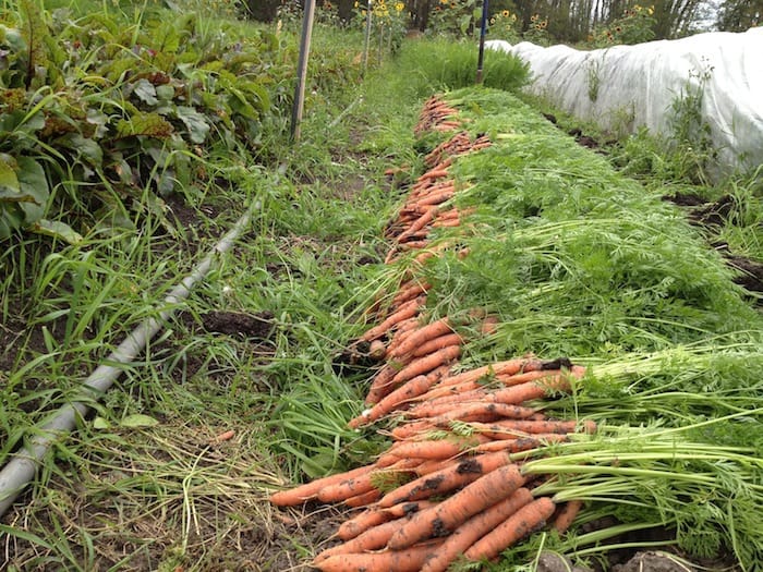 Carrot harvest