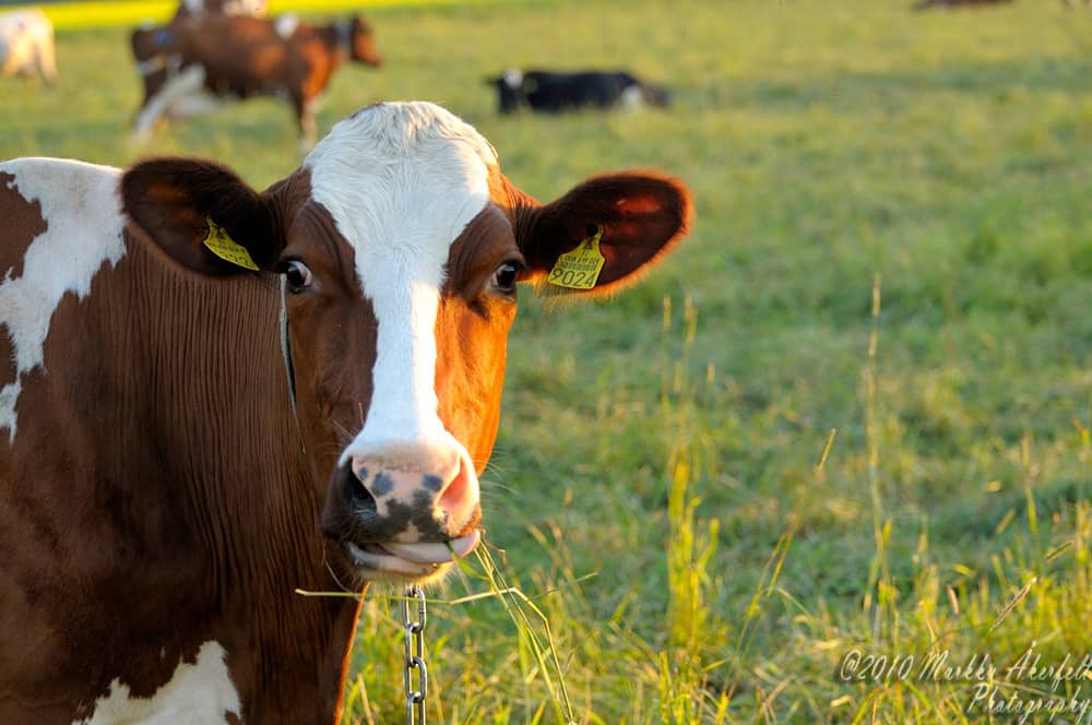 Prairie Drought and Climate Change—what can we do about it?