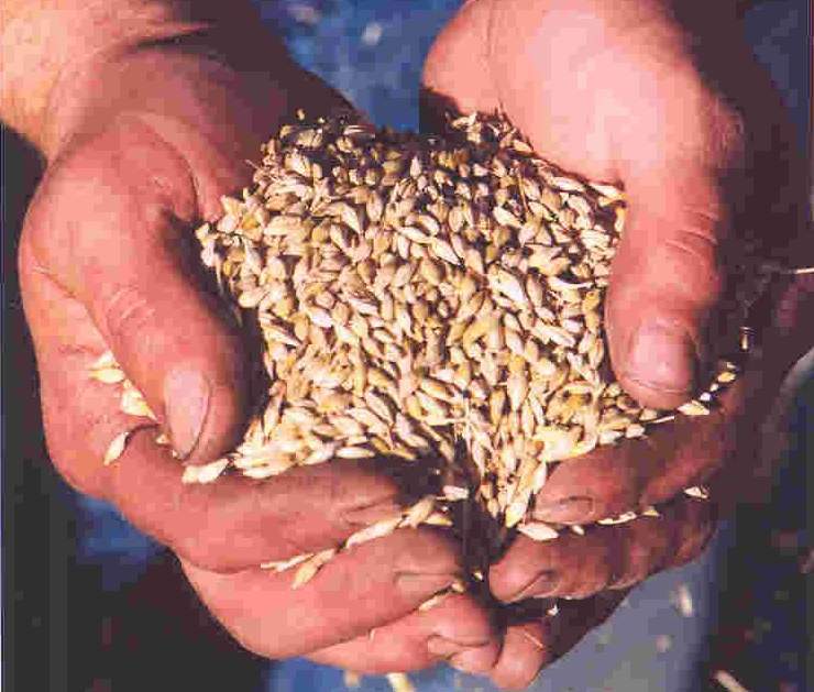 Non à toute concession de l’ALENA sur le classement des céréales, déclare l’UNF