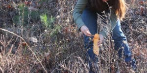 Passez à l’action : Arrêtez l’ACIA d’abandonner la réglementation sur les semences GM !