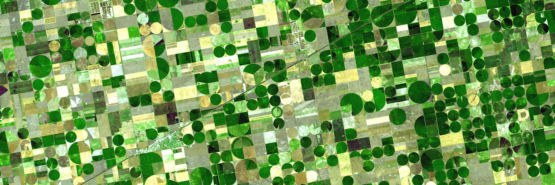 NFU Campaign: GM Alfalfa