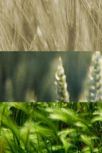 FAQs about the Wheat Class System