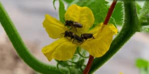 National Farmers Union welcomes Senate report on Bee Health