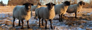 L’UNF se félicite des nouveaux programmes d’indemnisation des dommages causés par les animaux sauvages et de garantie des prêts pour les produits de base