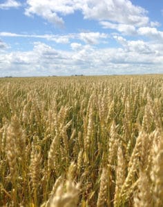 NAFTA renegotiation provides opening for renewed US attack on Canadian wheat grading framework