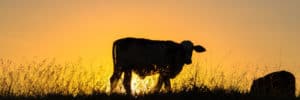 A vibrant small-scale meat industry for British Columbians
