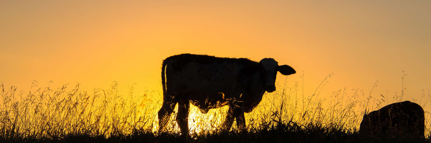 nfu-banner-topic-beef-marcio-motta