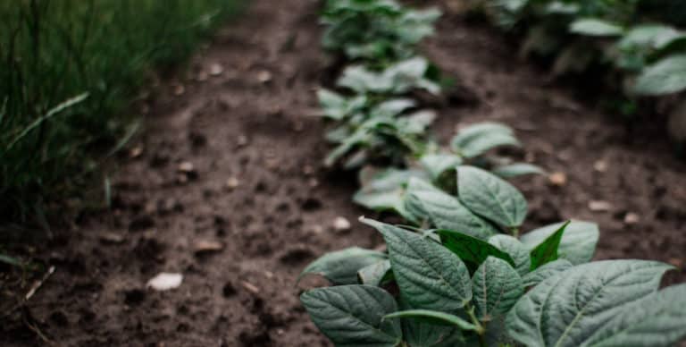 NFU Soil Campaign (Thumb)
