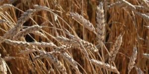 Who’s in Charge of Agricultural Policy?