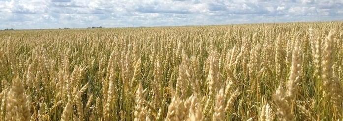 Wheat Board