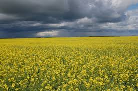 Canada has lost credibility and grain customer trust thanks to deregulation