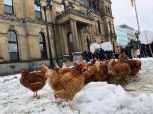 Chickens greet opening of New Brunswick legislature