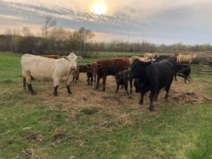 National Farmers Union congratulates Beef Farmers of Ontario