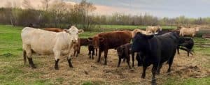 Letter – Time to rebuild our meat processing system