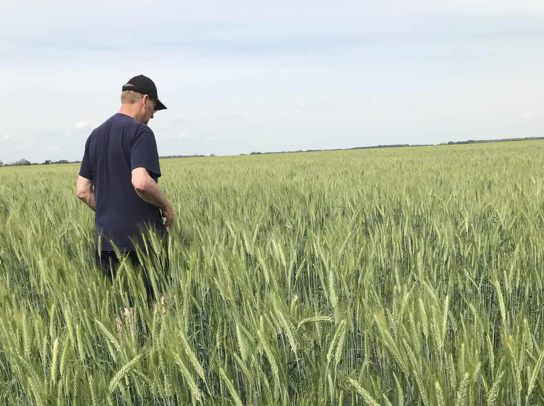 Seed grower standing in field