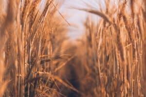 Action: Health Canada Public Consultation on Gene-edited Plants