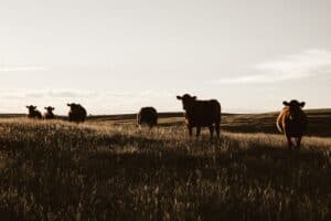 Les éleveurs de bovins du Manitoba font face à des coûts croissants en raison de la sécheresse et du gouvernement