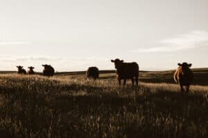 Manitoba Cattle Farmers Face Rising Costs from Drought & Government