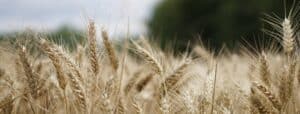 Op Ed – Farmers Beware the Variety Use Agreement