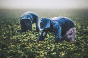 Migrant Workers are Essential and Permanently Needed to Maintain Food Production in Canada