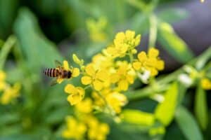 NFU submission to Targeted Review of the Pest Control Products Act