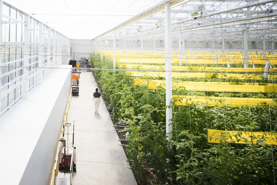 Lufa Farms Ville Saint Laurent Greenhouse. PHOTO MARCO CAMPANOZZI
