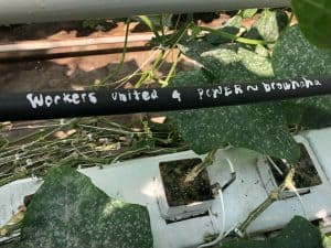 NFU congratulates farm workers at Lufa Farms Ville Saint Laurent for unionizing