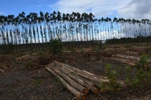 RE : Demande de communication au gouvernement brésilien sur les plantations d'eucalyptus