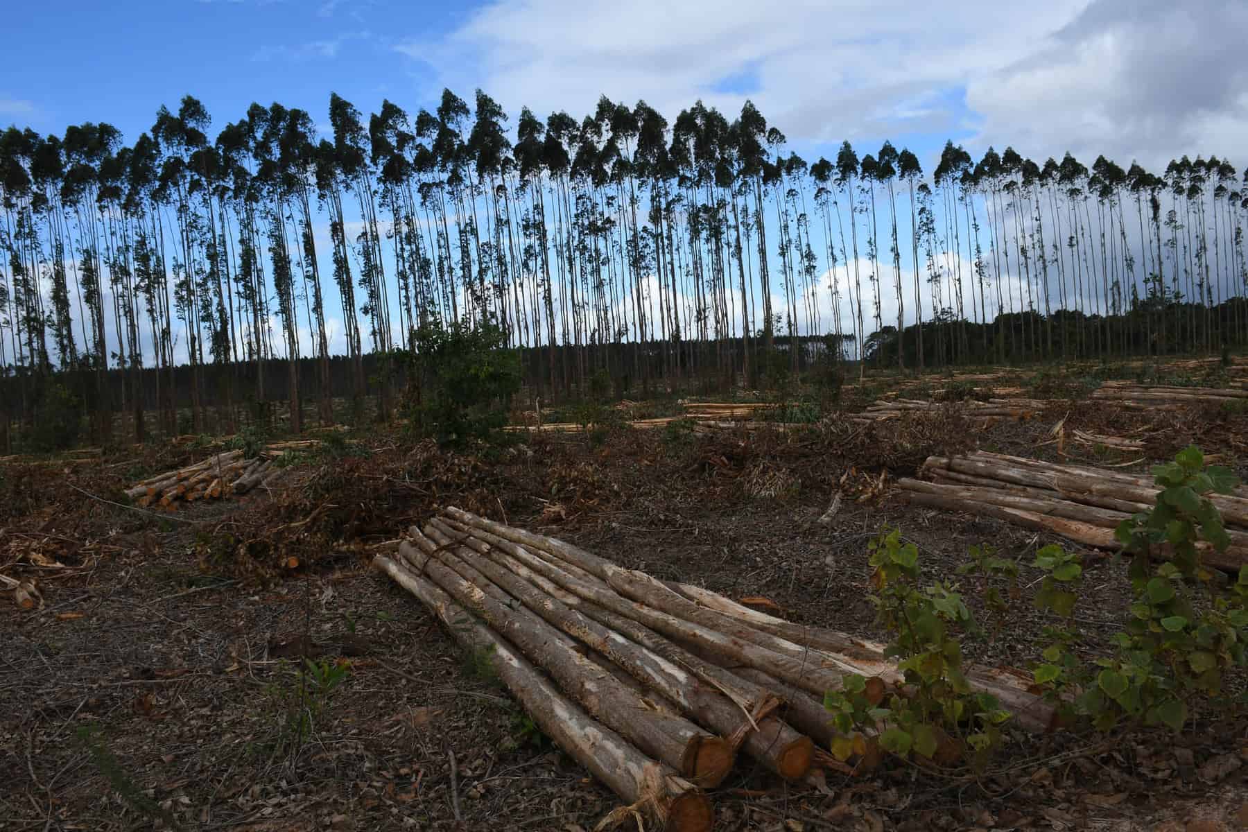RE : Demande de communication au gouvernement brésilien sur les plantations d’eucalyptus