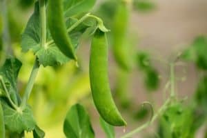SaskPulse L’accord VUA compromet le contrôle des semences et de la recherche par les fermiers