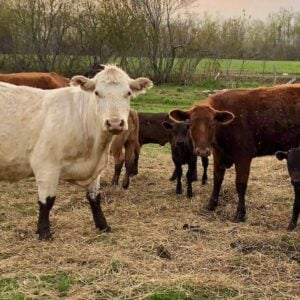 New Brunswick Farmers need access to public Veterinary and Laboratory care