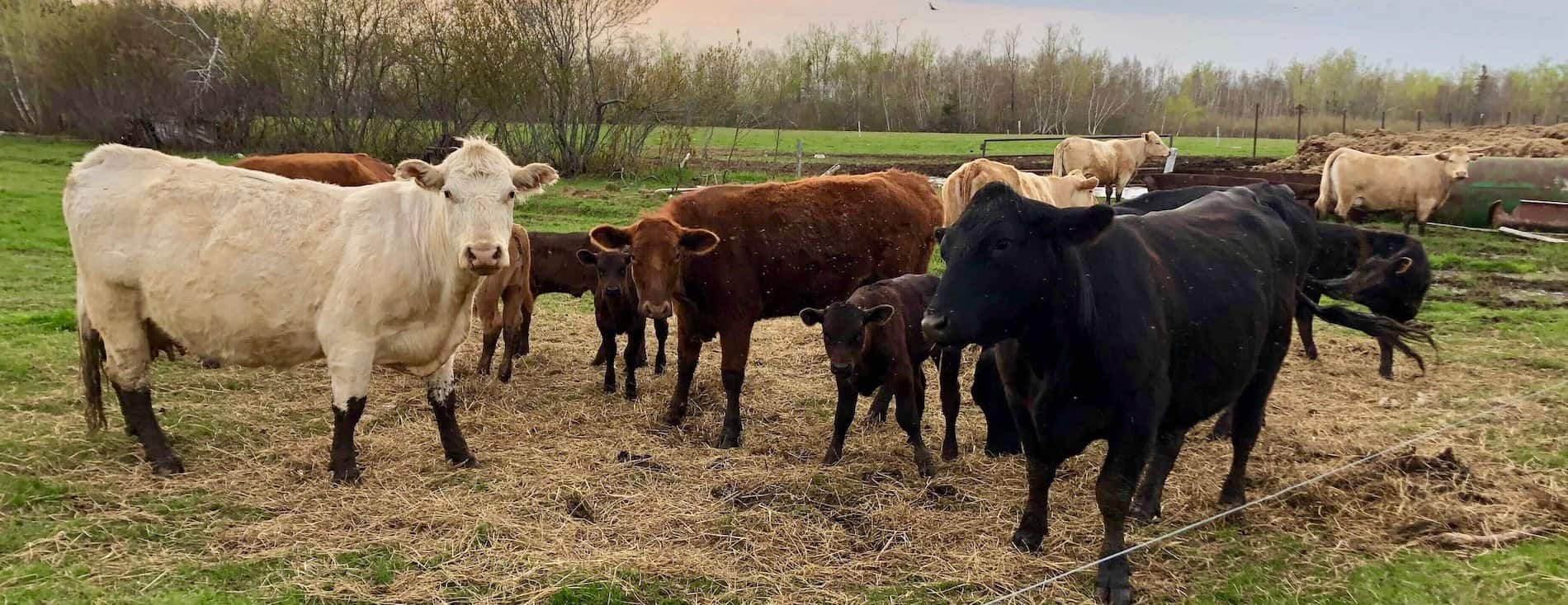 Banner image of cows on a farm