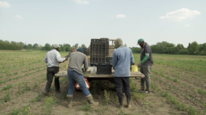 Marking International Migrants Day 2024: Building Solidarity for Farm Workers and Farmers