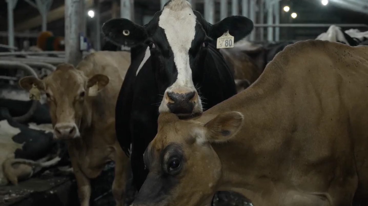Canadian dairy cows in barn