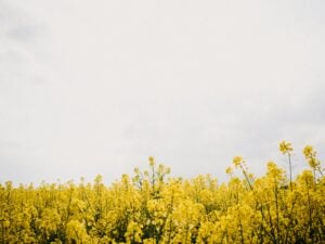 A tale of two canola tariffs: China’s tariffs are on a small portion of Canada’s canola production