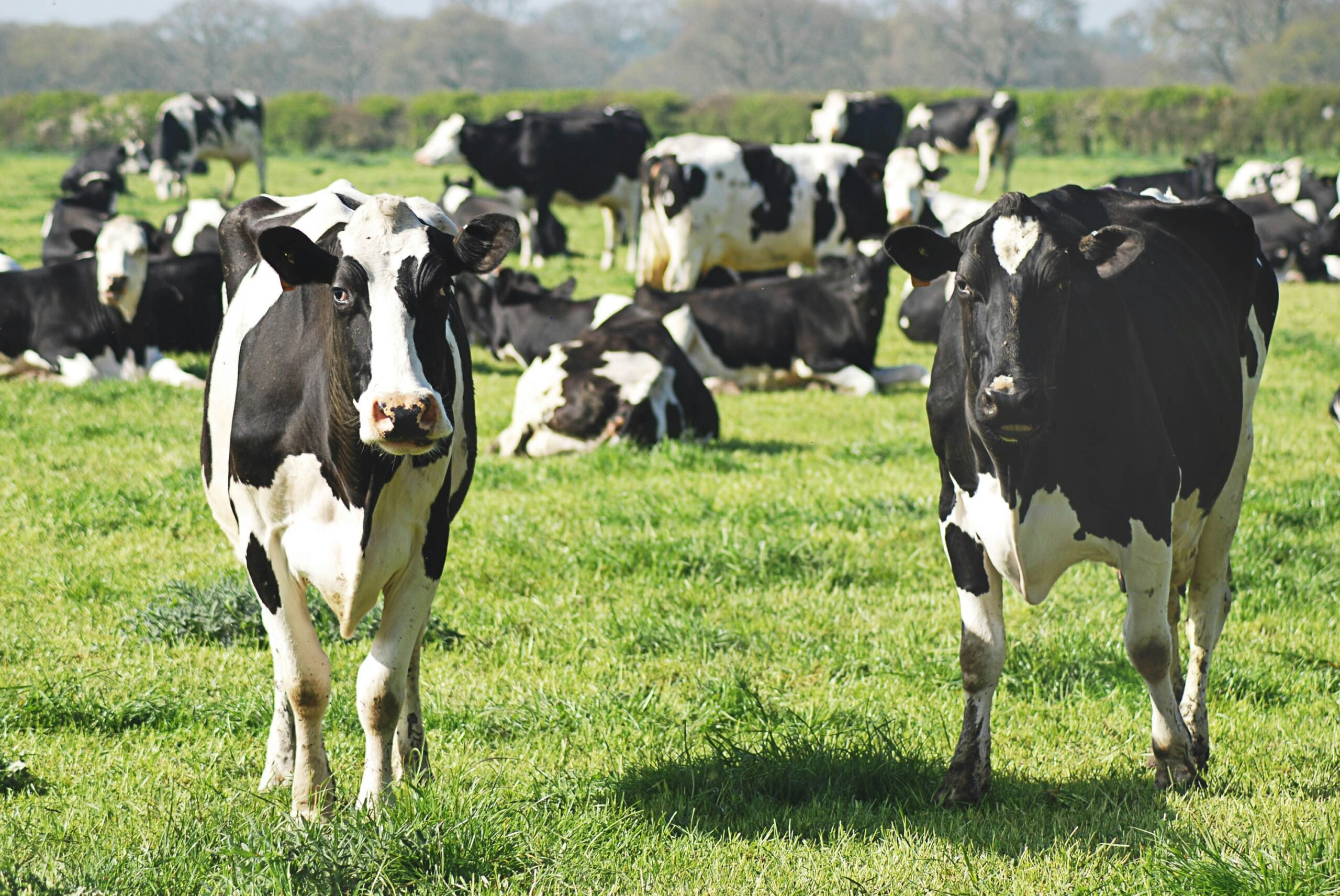Dairy cows in a field