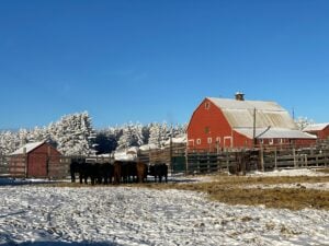 Enquête sur les opérations d’abattage à la ferme en Alberta – Faites-vous entendre !