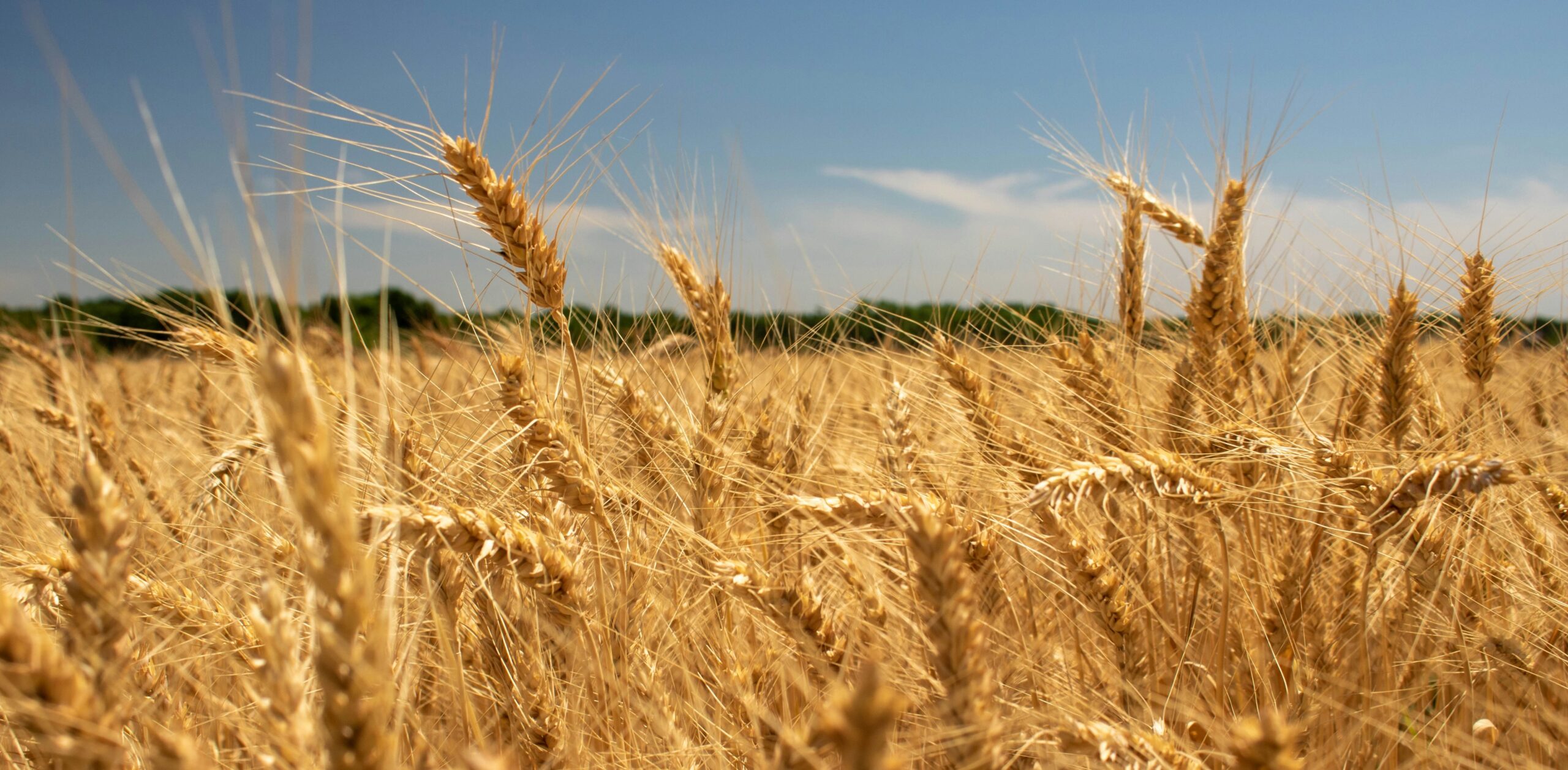 Wheat field