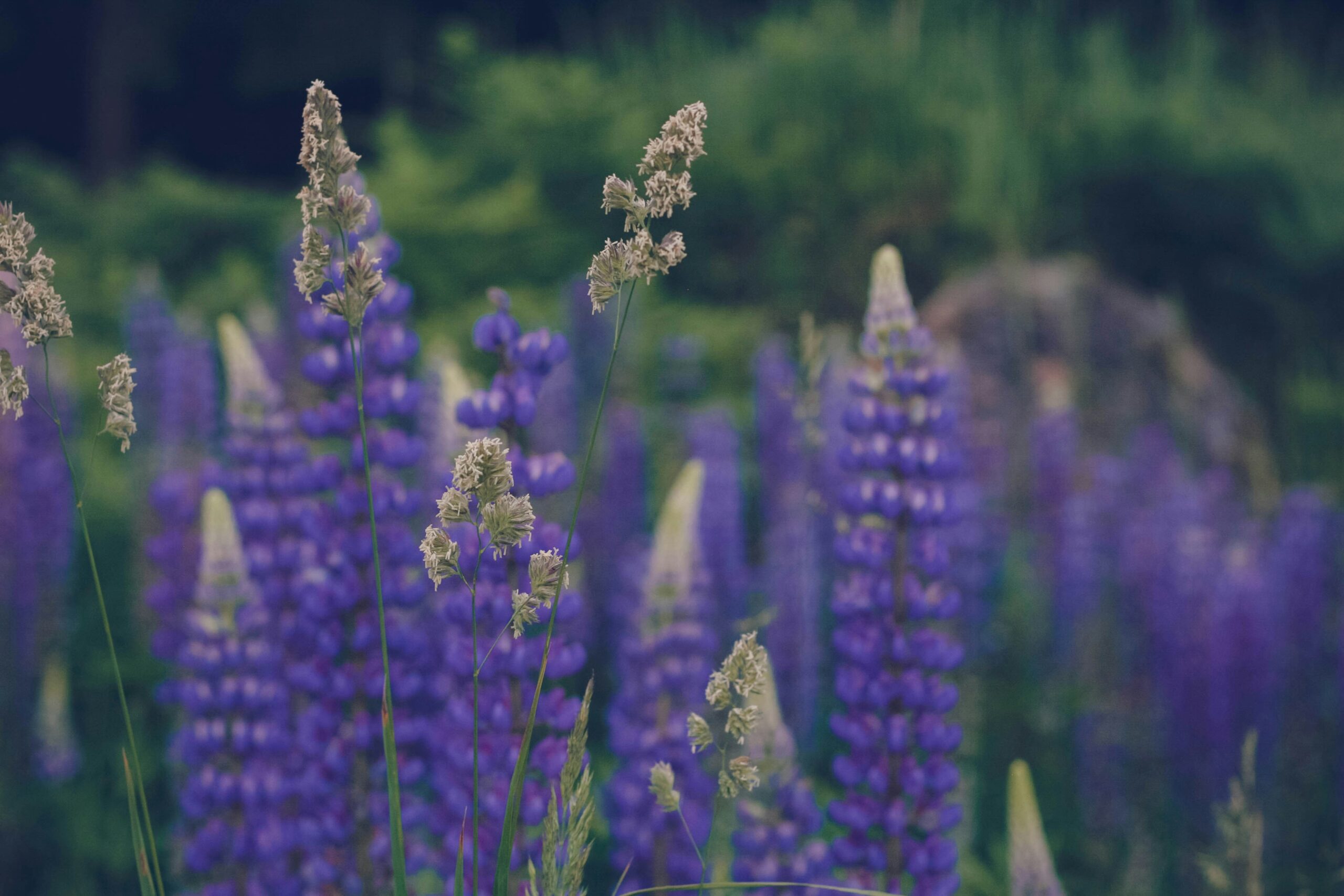 Purple flowers (lupins)