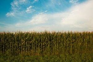 Les organisations environnementales de tout le Canada exhortent le gouvernement à reconsidérer les modifications injustifiées, nuisibles et antidémocratiques apportées à la loi sur les produits antiparasitaires dans les projets de loi C-30 et C-31.