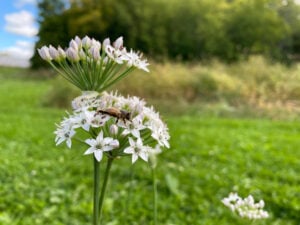 NFU Submission to Agriculture and Agri-Food Canada on the Next Policy Framework